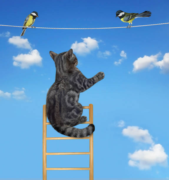 istock Cat gray on ladder hunts birds 1323924627