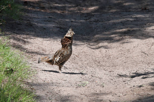 A ruffed grouse on a gravel road A ruffed grouse on a gravel road. philomachus pugnax stock pictures, royalty-free photos & images