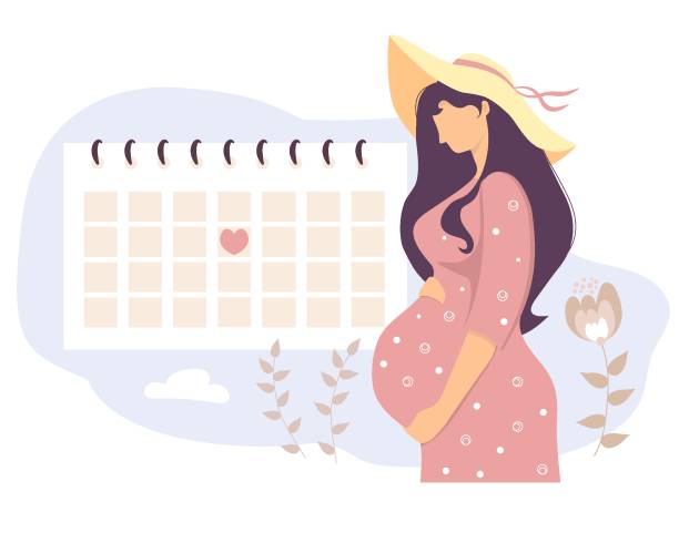 stockillustraties, clipart, cartoons en iconen met happy pregnant girl looks at the calendar. a cute woman in a sun hat hugs her belly and stands by the planner calendar. vector illustration. womens health concept - pregnant count