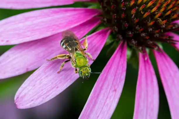 Photo of Closeup of green female sweat bee on purple coneflower. Concept of insect and wildlife conservation, habitat preservation, and backyard flower garden
