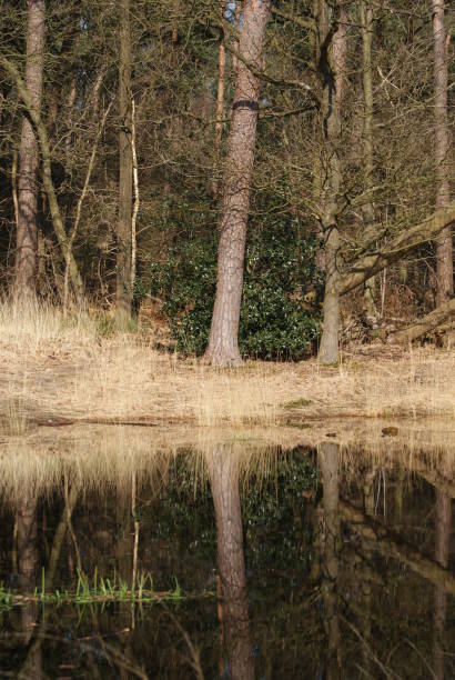 istock Reflection in a lake of some trees and other nature 1323927176
