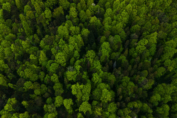 vue aérienne de pins sombres mélangés et de forêt luxuriante avec des auvents d’arbres verts. - forest aerial view taiga treetop photos et images de collection