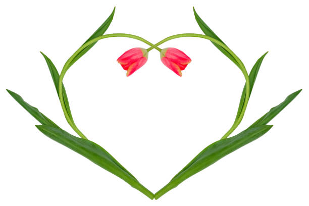 heart of tulips for valentines day. wooden background.