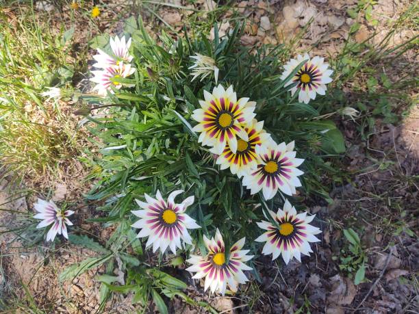 Asteraceae - Gazania
