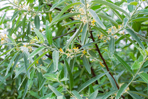 Elaeagnus commutata plant. Shrub plant with silvery leaves and small yellow flowers.