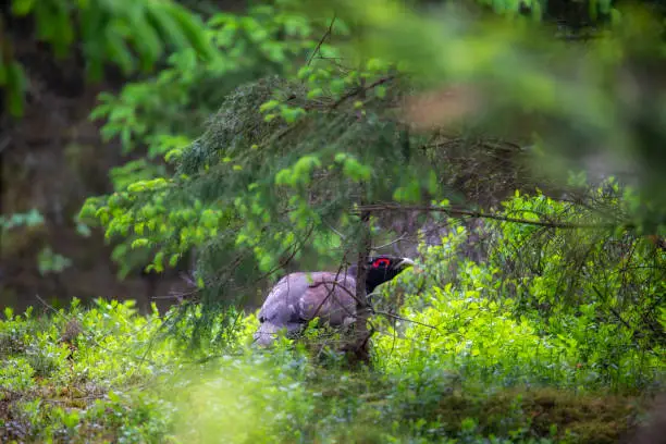 Capercaillie bird hidong in a forest