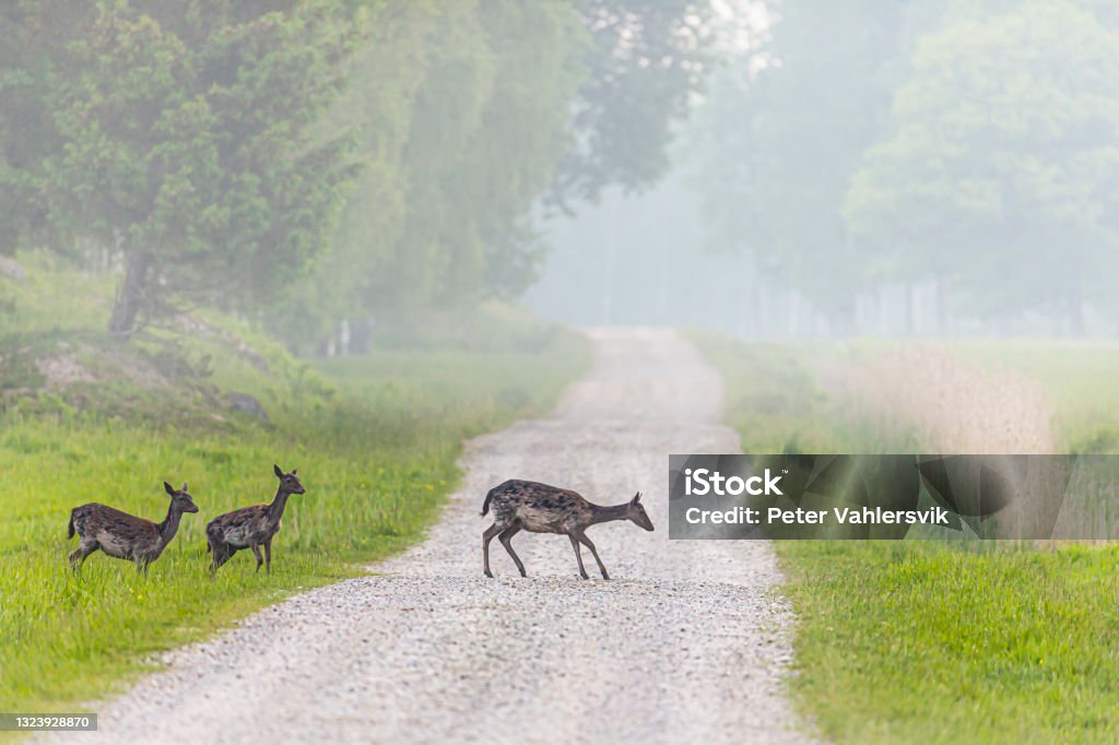 Fallow deers Fallow deer in a swedish landscape crossing a road Sweden Stock Photo