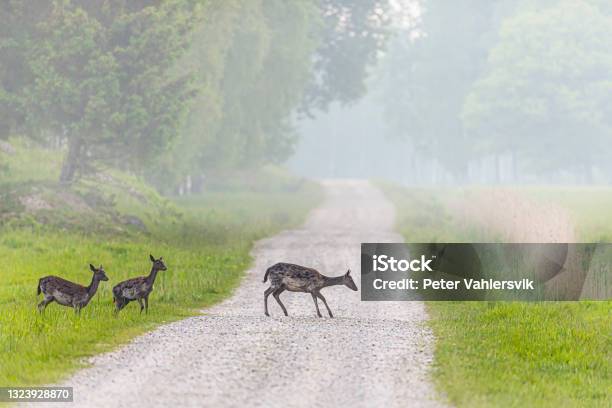 Fallow Deers Stock Photo - Download Image Now - Sweden, Deer, Dirt Road