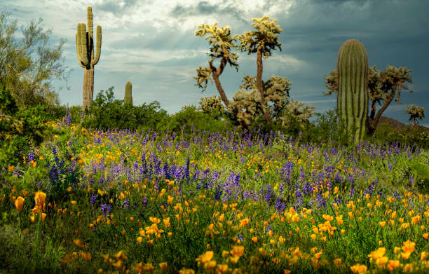 Spring Flowers in the Desert Wildflowers bloom in the desert in spring. sonoran desert stock pictures, royalty-free photos & images