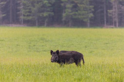 Wold boar on a field in Sweden