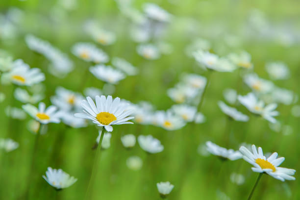 istock Beautiful chamomile flowers in meadow 1323929548