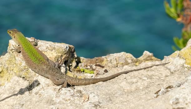 istock Lizard Enjoying Ortigia Island 1323929816
