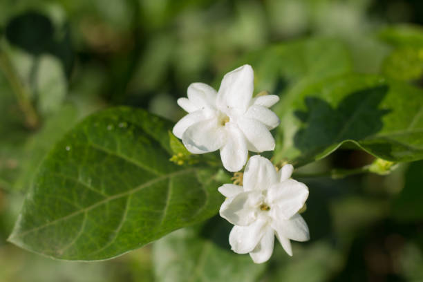 istock Jasmine Flowers Bloom in the Home Yard. 1323930073