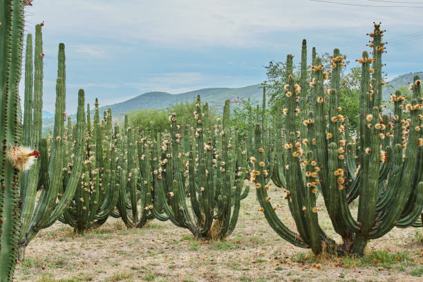 istock Cactus orchard yielding rich pitayas, balls with spines on the bodies on a cloudy day 1323930129
