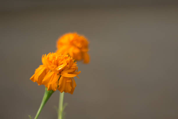 Photo of Marigold Flowers are Blooming in the Home Yard.