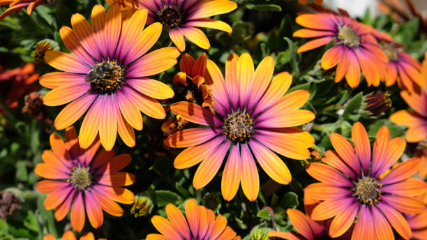 istock Daisies Enjoying the Sun 1323930831