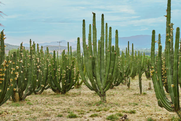 istock Cactus orchard yielding rich pitayas, balls with spines on the bodies on a cloudy day 1323930939