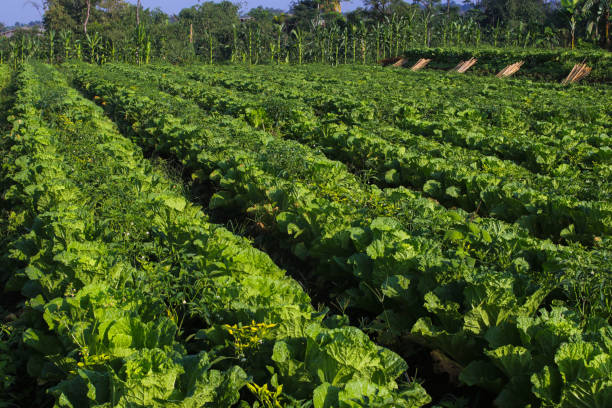 istock Fresh green Chinese cabbage fields in Indonesian local farms. 1323931952