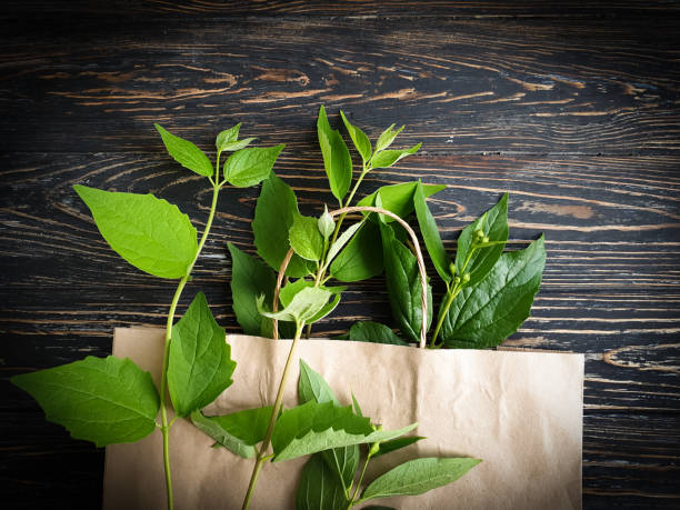 istock paper bag, green branch on a  background 1323932128