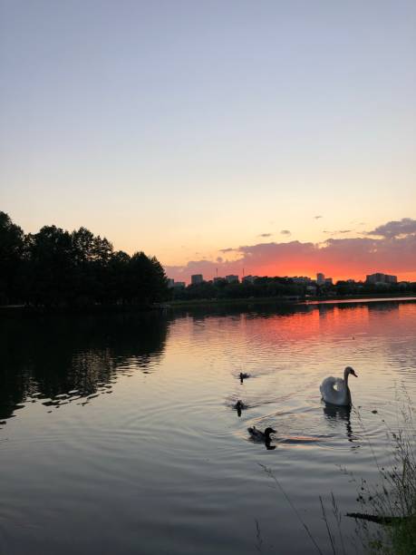 istock Sunset in the park lake with swans 1323932854