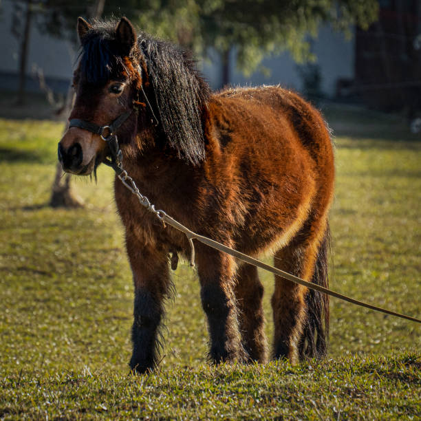 istock Domestic horse 1323933072