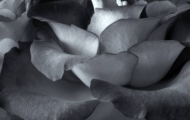 istock full frame close up of a blue toned monochrome rose 1323934729