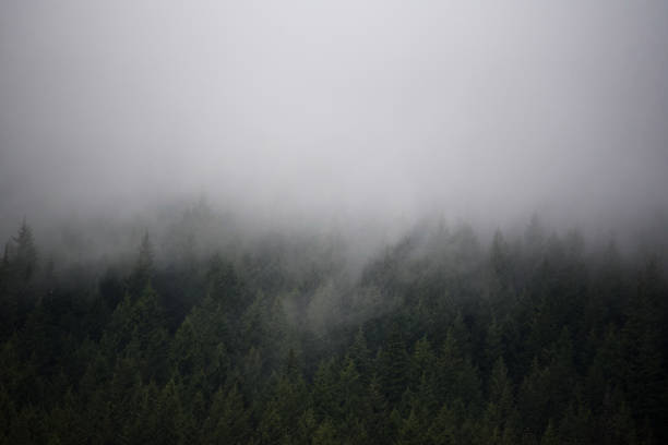 Dark foggy forestfile_thumbview_approve.php?size=1&id=2577370