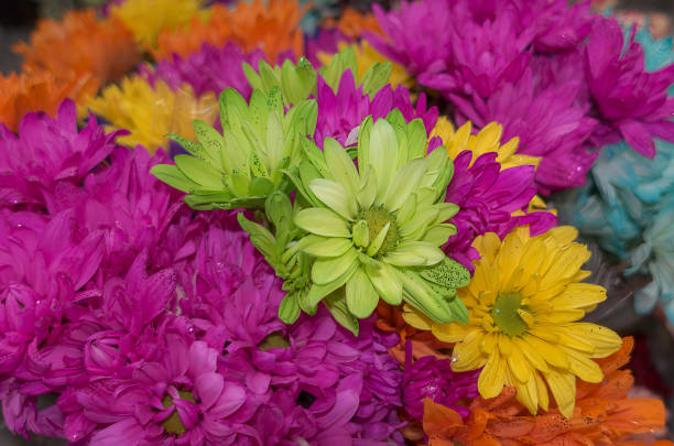 istock Beautiful colorful wild flowers 1323937836