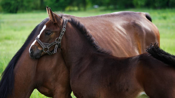 ブライドルのかわいい茶色のサラブレッドの子馬は、緑の牧草地で馬の母親に寄り添います。クローズアップは小さな子馬の頭です。美しい自然のバナー - horse close up non urban scene spring ストックフォトと画像