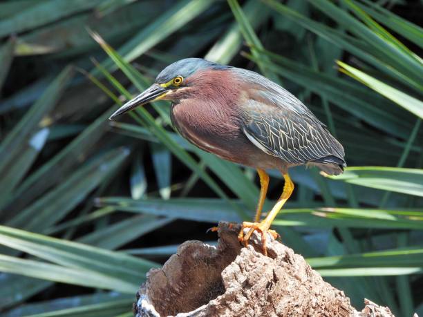 green heron (butorides virescens) perched on a snag - virescens imagens e fotografias de stock