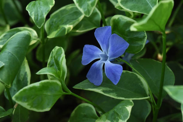 A single periwinkle flower among the  leaves.