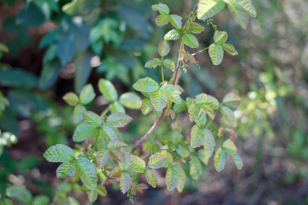 istock TOXICODENDRON DIVERSILOBUM LEAF - RED ROCK CP MRCA - 031821 A 1323938533