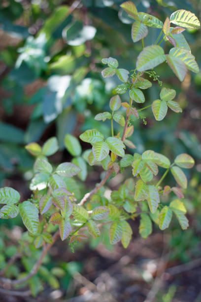 istock TOXICODENDRON DIVERSILOBUM LEAF - RED ROCK CP MRCA - 031821 B 1323938534