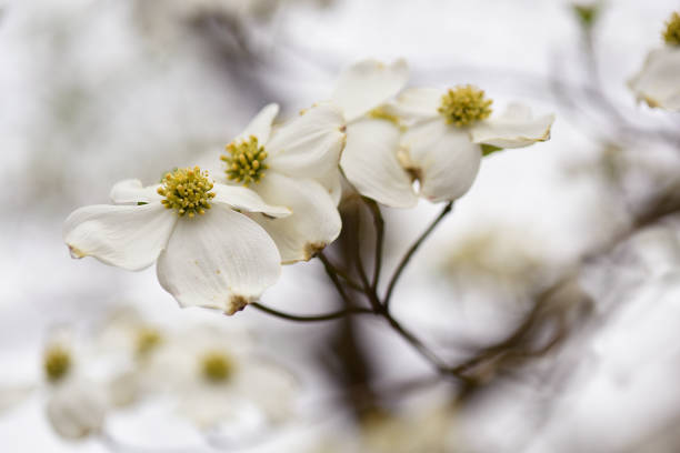 A white Dogwood bloom isolated on a white vertical background with focus on center of flower