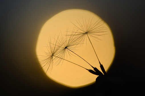 A group of  three dandelion seeds silhouetted in front of the sun.