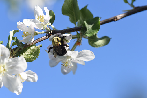 honey bee pollinating white flowers of apple tree on blue sky at springtime