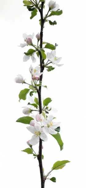 A branch of apple blossoms.