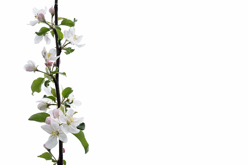 A branch of apple blossoms.