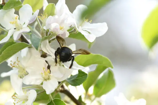 A bee getting busy getting  nectar from a Apple blossom flower. Warning: This image  contains Bee butt.