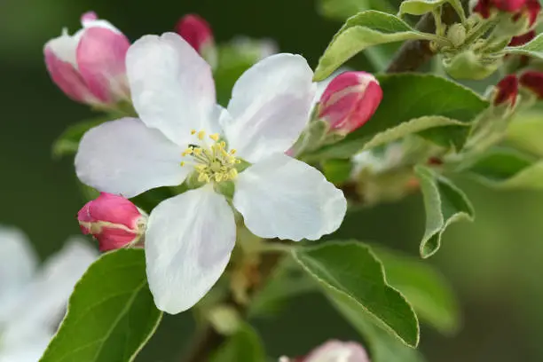 A single apple blossom flower.