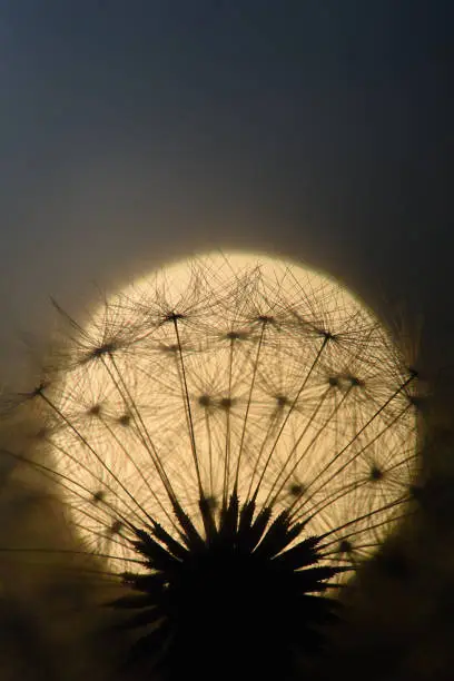 A bunch of dandelion seeds silhouetted in front of the sun.