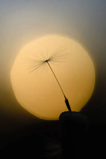 A single dandelion seed silhouetted in front of the sun.