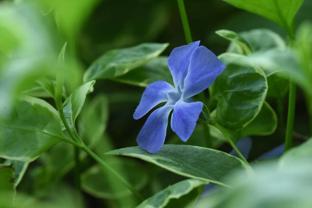 グレーターペリウィンクルフラワー - ヴィンカメジャー - catharanthus ストックフォトと画像