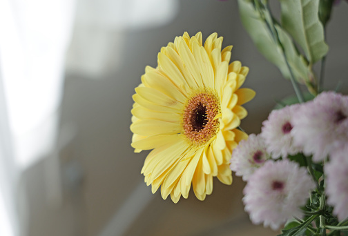 Selective focus on a bright yellow gerbera near light-filled curtains on a spring afternoon.\nCopy space for your text.\n\nAsteraceae family.