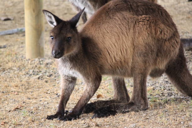 istock Portrait of Kangaroo from Kangaroo Valley. 1323940259