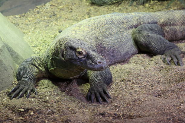 istock portrait of Komodo Dragon 1323940308