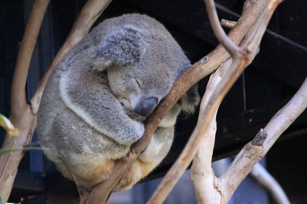 istock portrait of Koala 1323940859