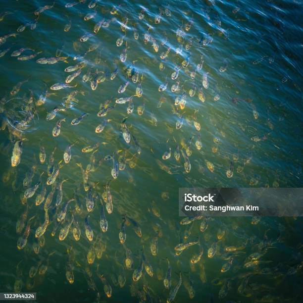 Many River Herring Fish Swimming Upstream Annual Migration Of School Of Fish In Marsh River On Cape Cod In The Summer Stock Photo - Download Image Now
