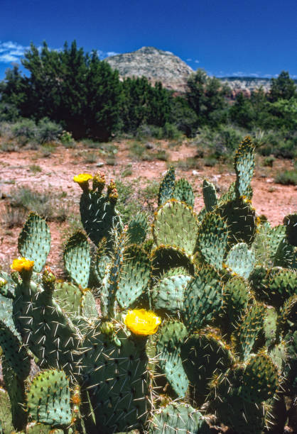 istock Arizona - Sedona Prickly Pear Close-up - 2001 1323949795