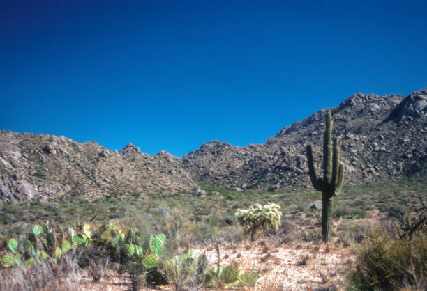 istock Arizona - Sonoran Desert Scene - 1989 1323950606